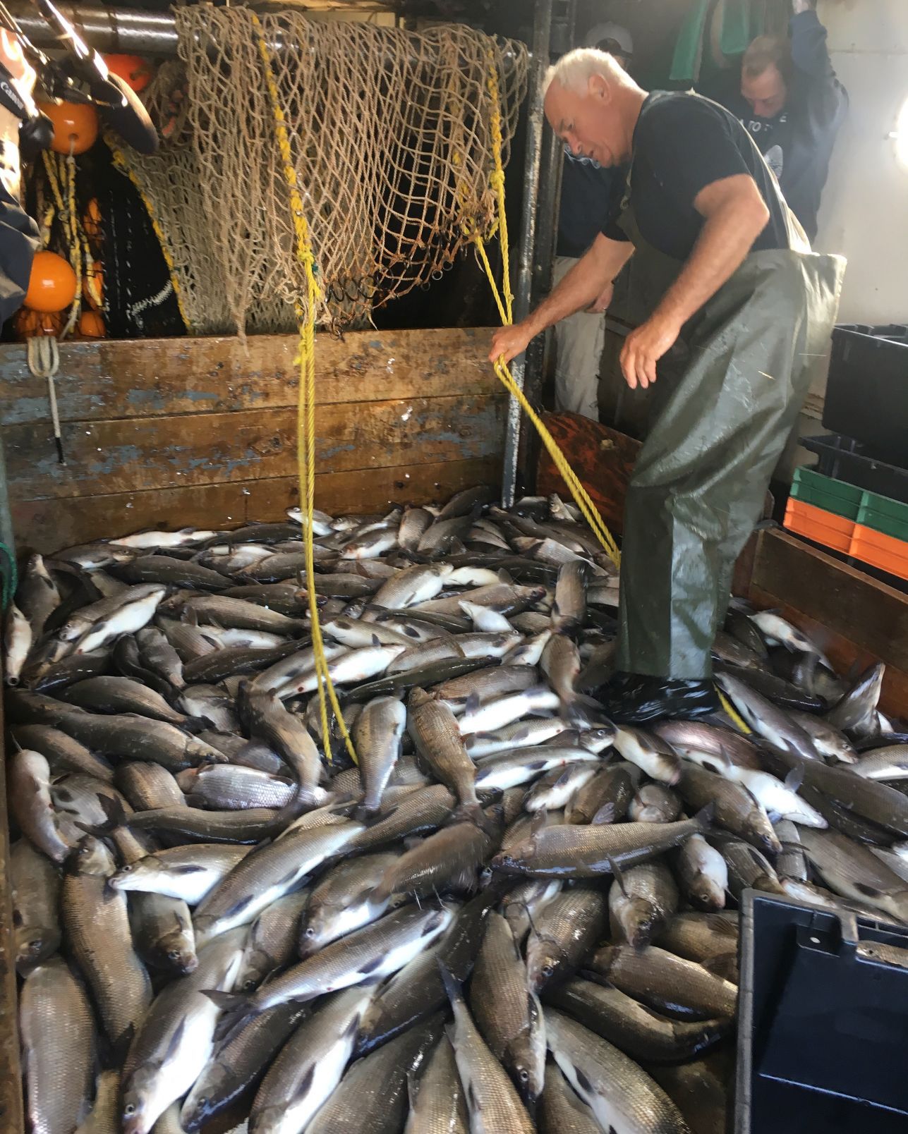 WhitefishHaul.JPG